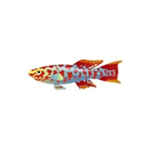 Clown Killifish